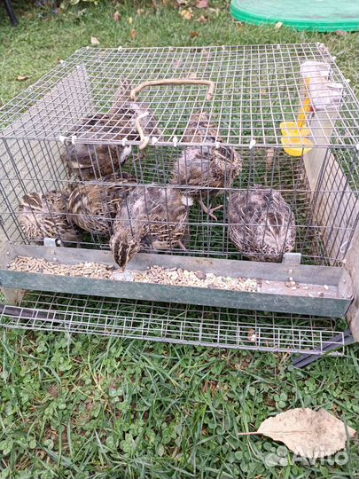 Перепела несушки домашние с клеткой