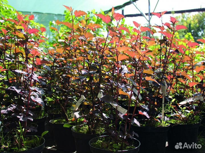 Пузыреплодник калинолистный 