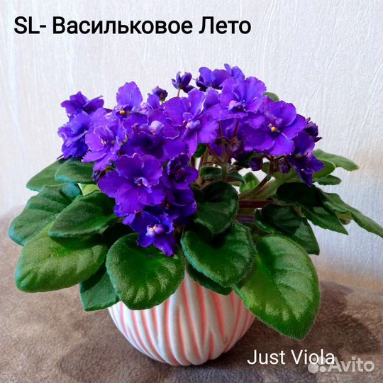 Детки сортовых фиалок