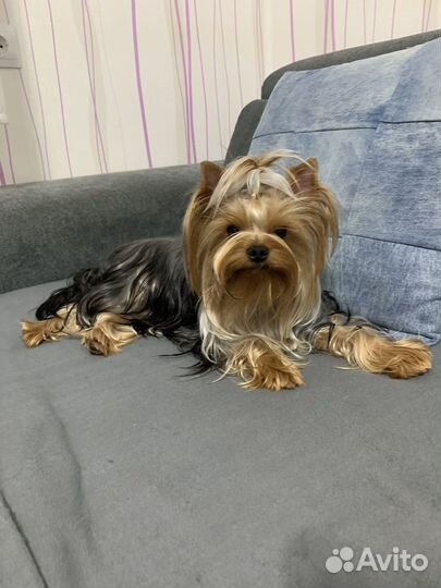 Йоркширский терьер вязка