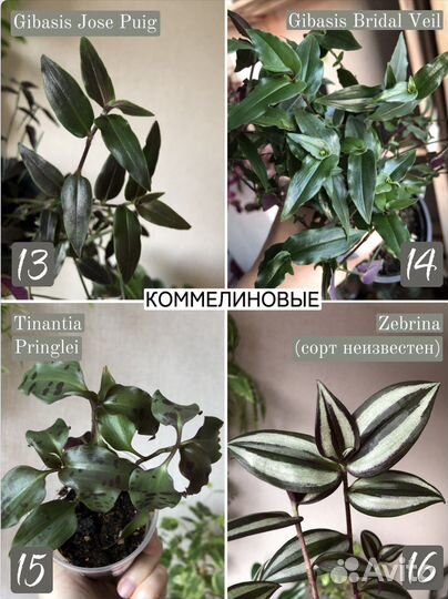 Традесканции 20 сортов