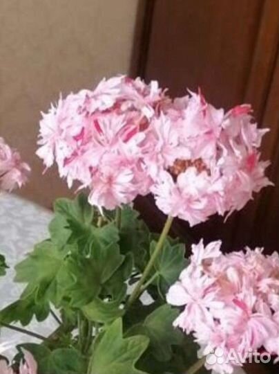 Пеларгония герань сортовые