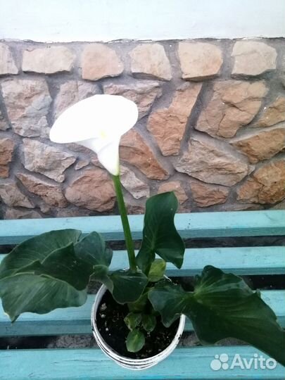 Калла эфиопская