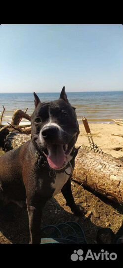 Питбуль вязка