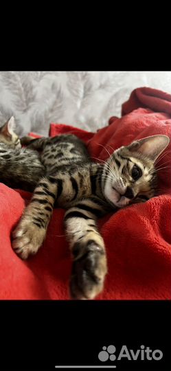 Бенгальские котята