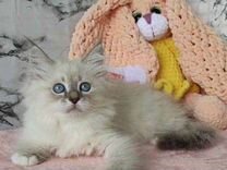 Породные малыши сибирской кошки