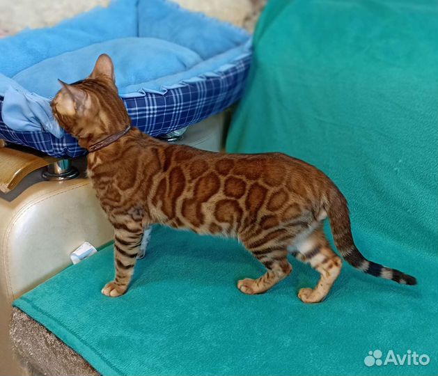 Бенгальский кот вязка