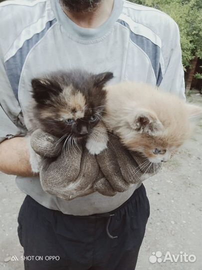 Котята, кошечка