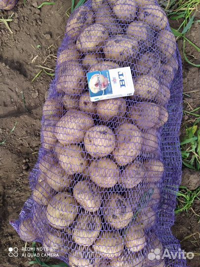 Продам картофель оптом