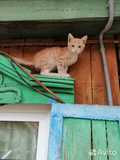 Котенок в добрые руки