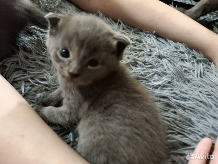 Кошки в добрые руки