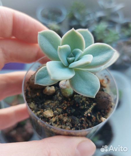 Суккуленты 2