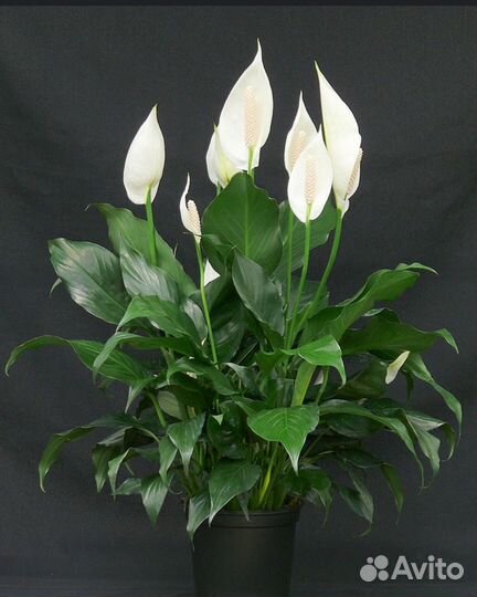 Спатифиллум