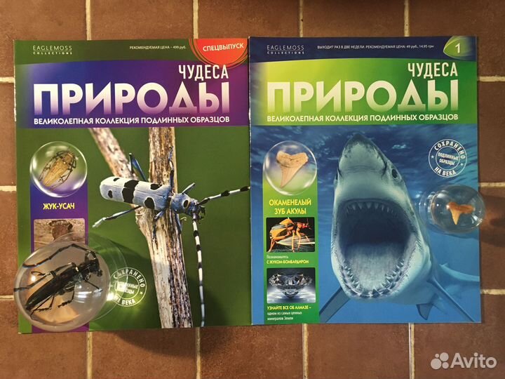 Насекомые в акриле сферы Жук -Усач и зуб акулы