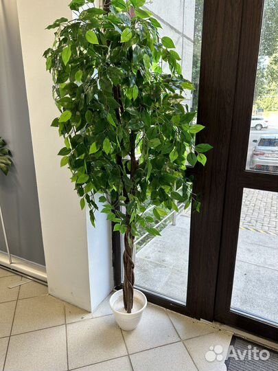 Цветок шефлера декоративный