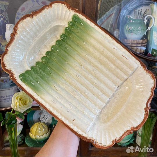 Сухарница спаржа