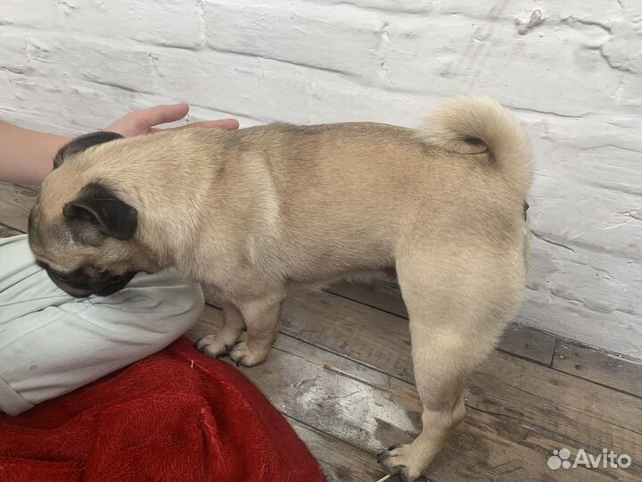 Мопс девочка