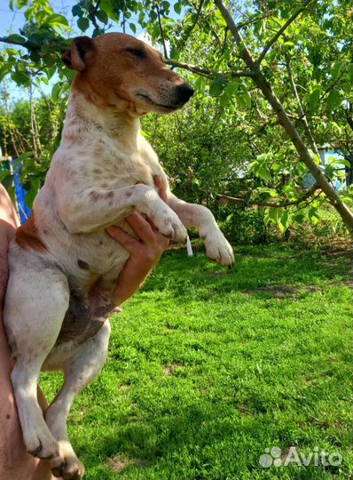 Фокстерьер