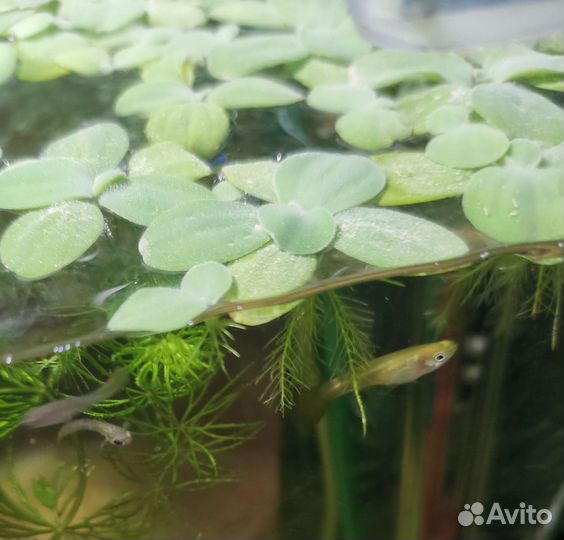 Аквариумные растения, пистия (или водная роза )