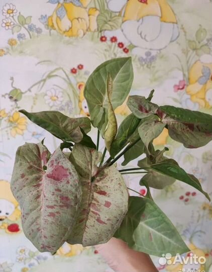 Сингониумы сортовые