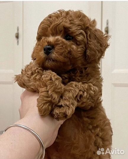 Щенки мальтипу mini