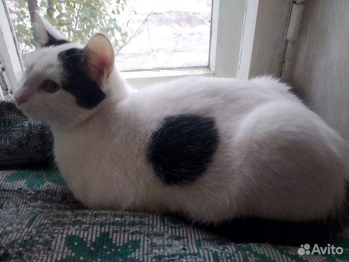 Котята 8 мес