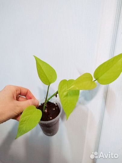 Сциндапсус, эпипремнум