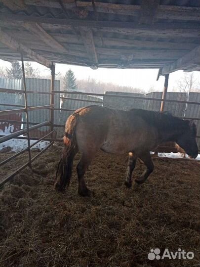 Лошадь жеребец