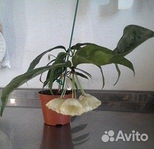 Хойи сортовые