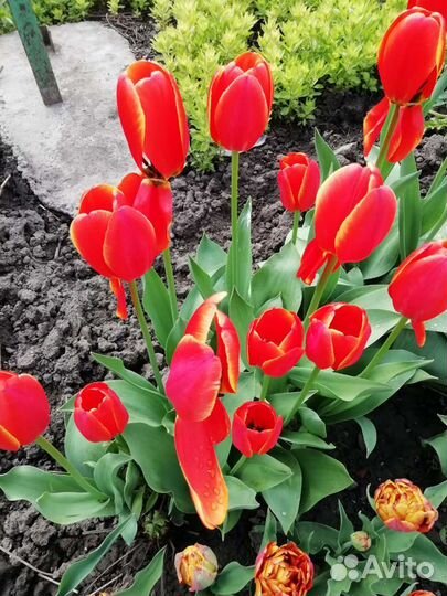 Первоцветы