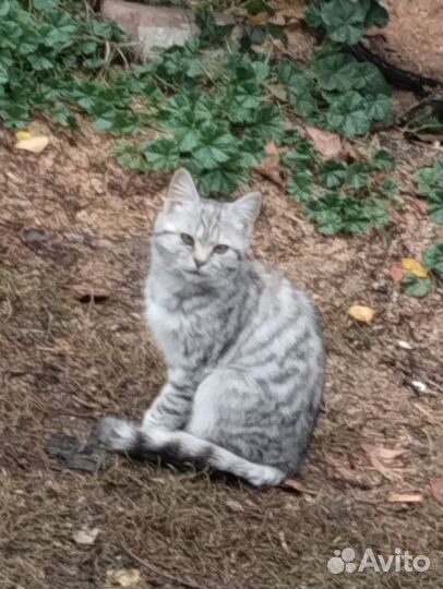 Кошка в дар