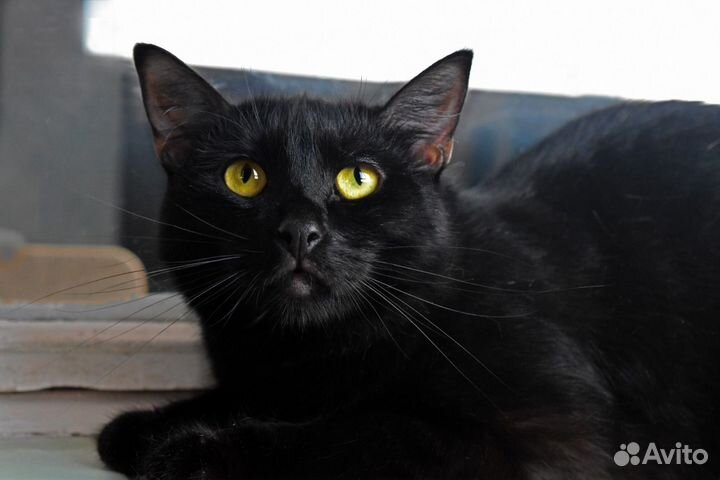 Красивый,изящный,добрый котик - 1 год