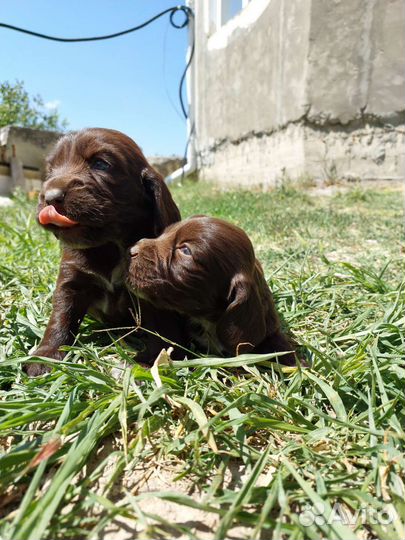 Русский охотничий спаниель щенки