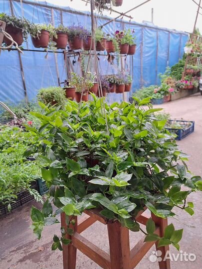 Традисканция