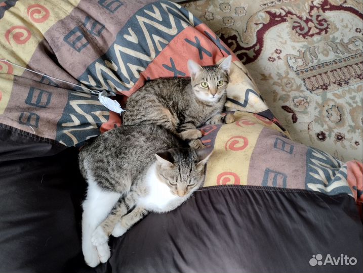 Коты мышеловы