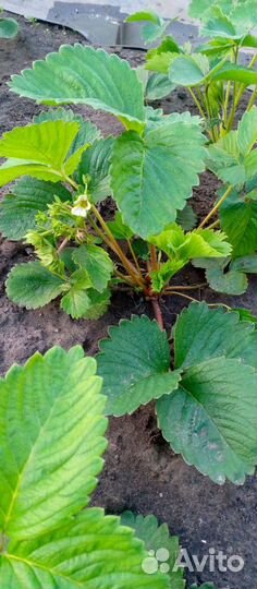 Саженцы виктории