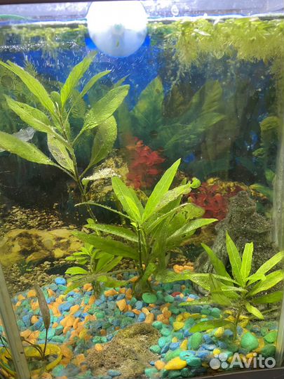 Аквариум