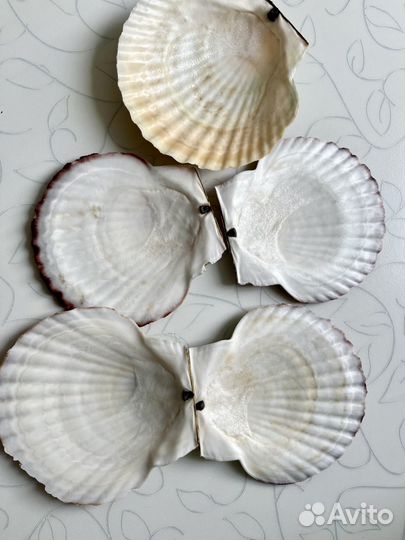 Раковины морского гребешка