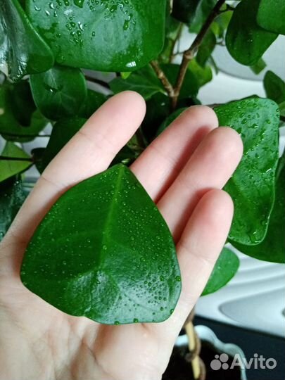 Фикус триангулярис