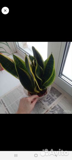 Сансевиерия