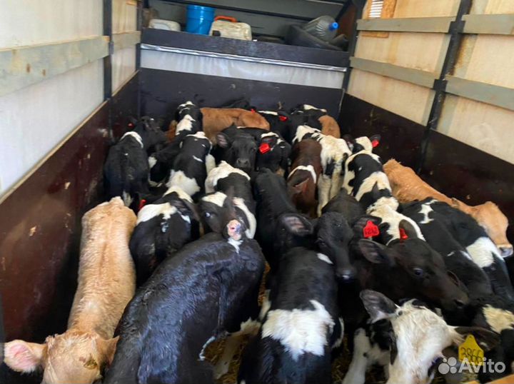 Телята бычки тёлочки бесплатная доставка