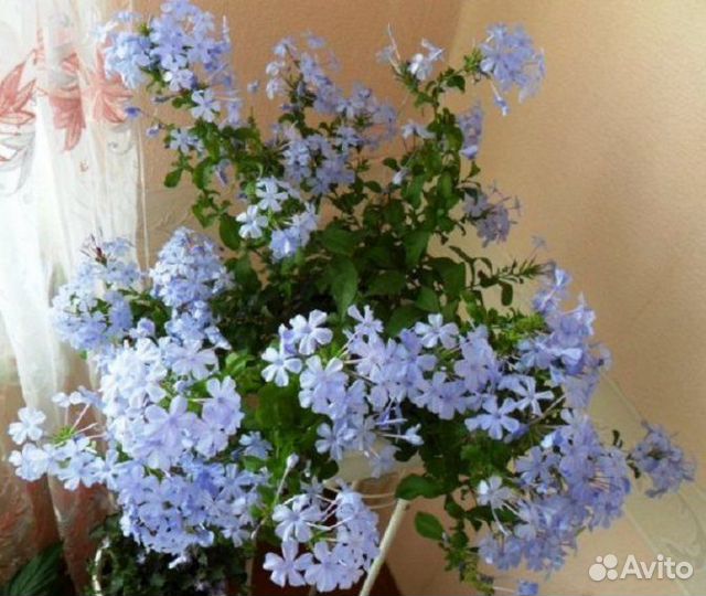 Кроссандра розовая, красная, голубая И оранжевая