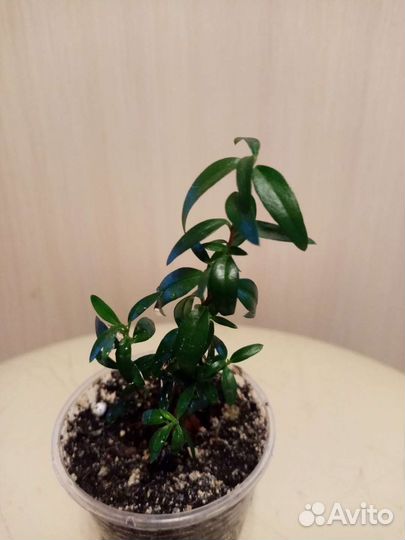 Эписция, пеперомия, мирт, гранат, фикус и др