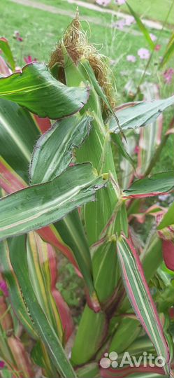 Кукуруза декоративная Пёстрая лента