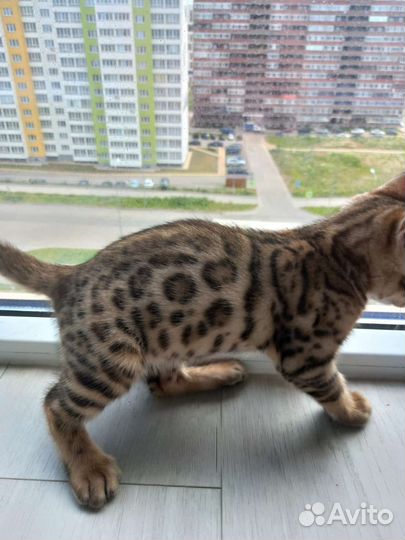 Бенгальские котята