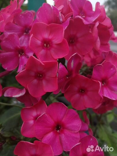 Многолетние цветы: Флоксы