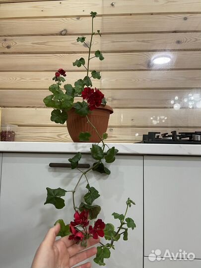 Пеларгония рубин тоскана ампельная