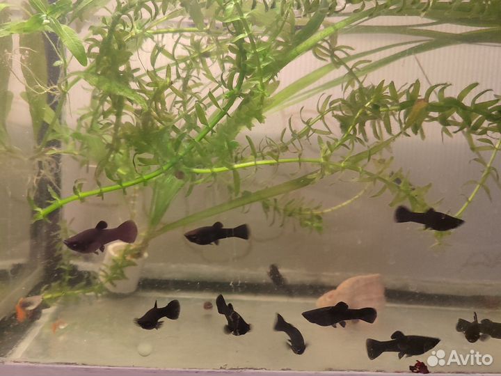 Аквариумные рыбки моллинезии