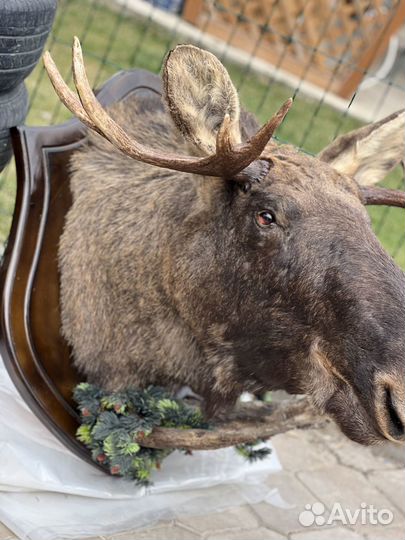 Чучело головы лося