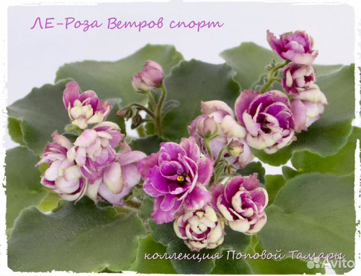 Фиалки коллекционные